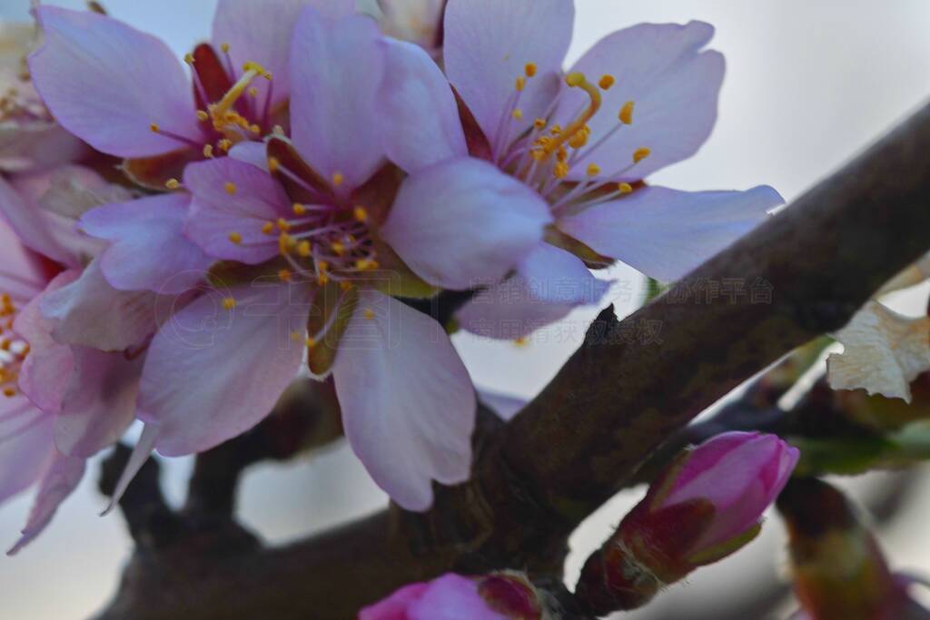 ӻӳ죬ǳǳľ¡-Prunus dulcis-synʺˡӻʹ