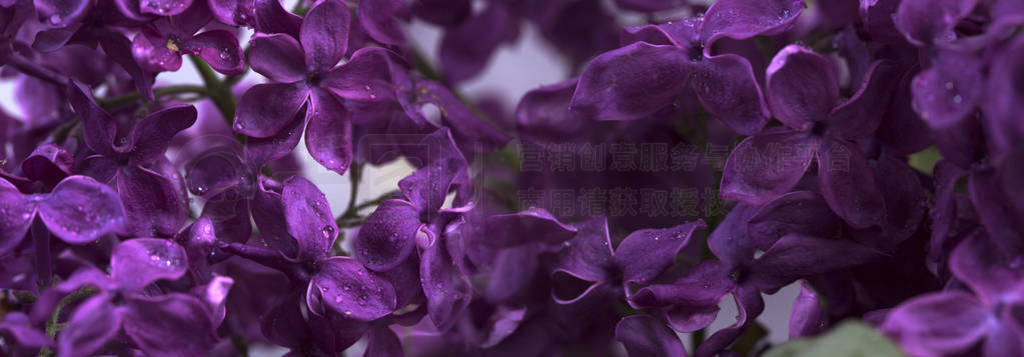 image of spring lilac violet flowers, abstract soft focus flora