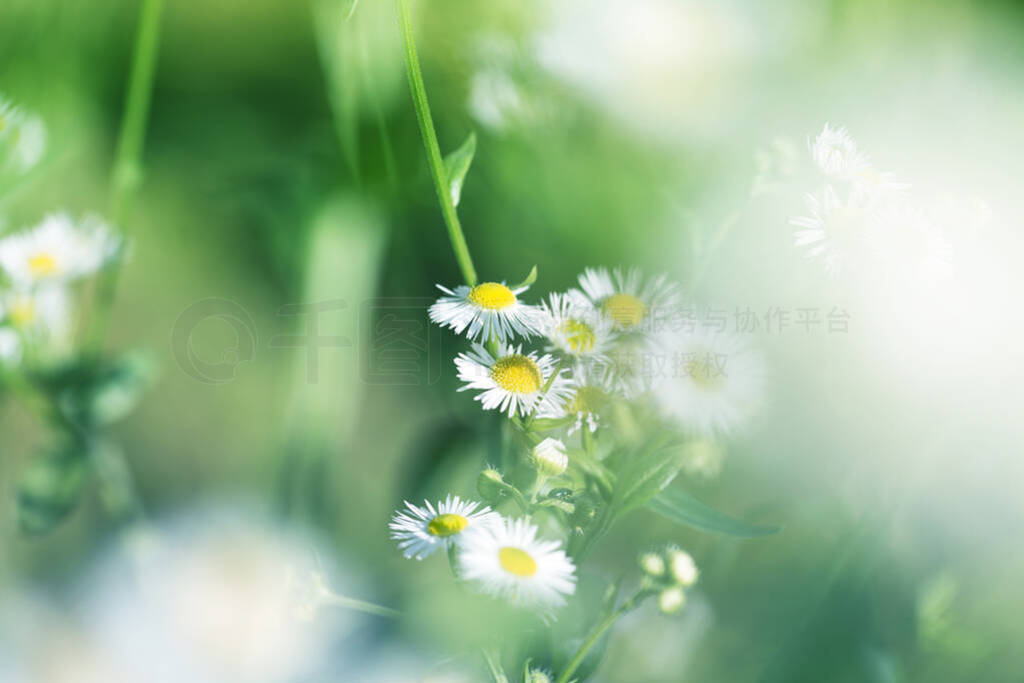 Alternative medicine. Camomile Spring flower background