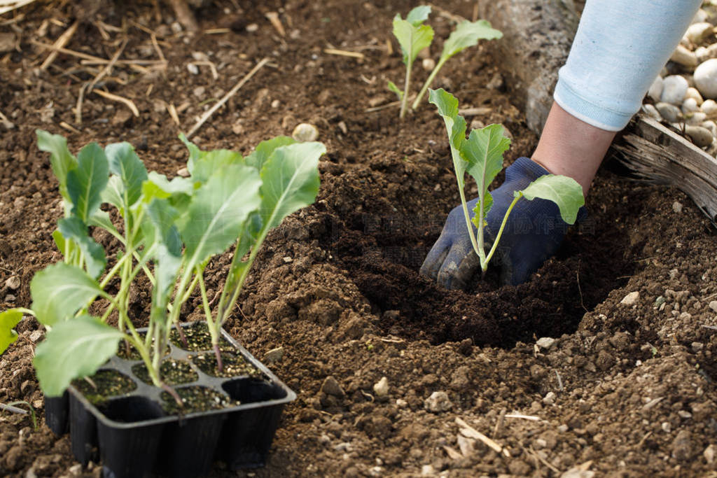 Gardener planting cauliflower seedlings in freshly ploughed gard