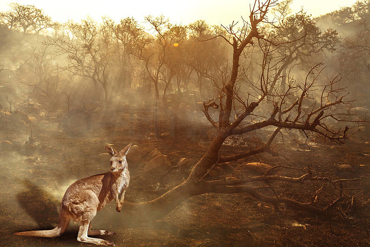 火灾中的澳大利亚袋鼠野生动物