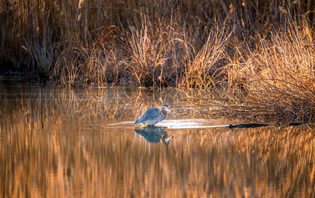 Great Blue Heron Fishing in a Golden Pond on the Chesapeake Bay