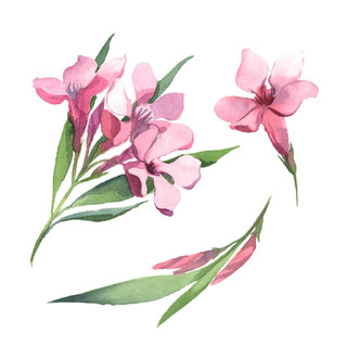 集水彩粉红色夹竹桃花和绿叶隔离在白色背景结婚贺卡花