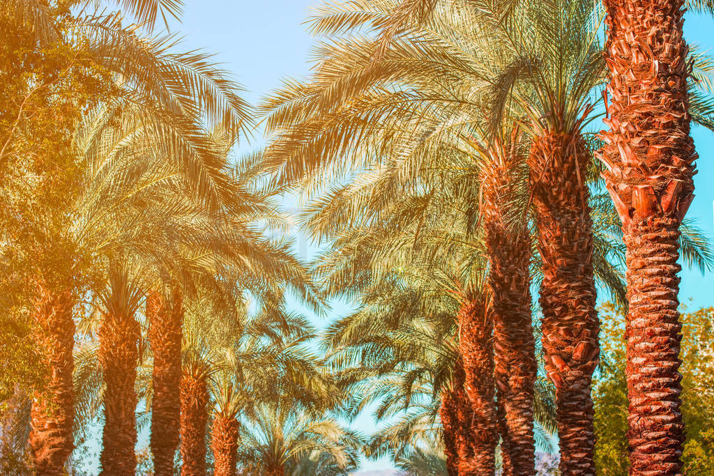 tropic palm alley way landscape park outdoor nature scenic view