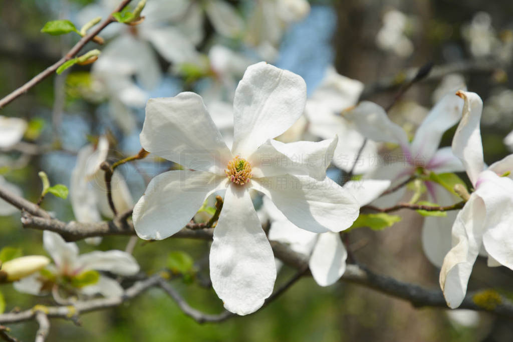 Magnolia Flower on Magnolia Tree. Close up on tender white magno