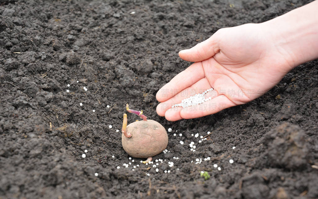 Farmer hand planting potato into the ground with fertilizer