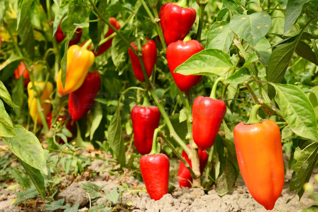 Sweet pepper planting in the garden. Growing, harvesting bell pe