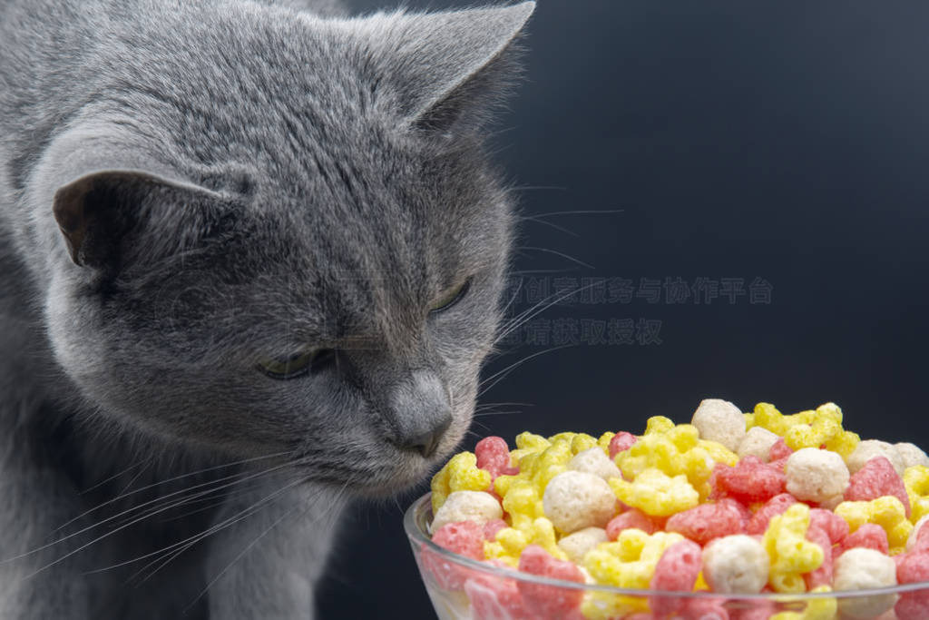 gray cat with interesting smells dry color snack. Colored light