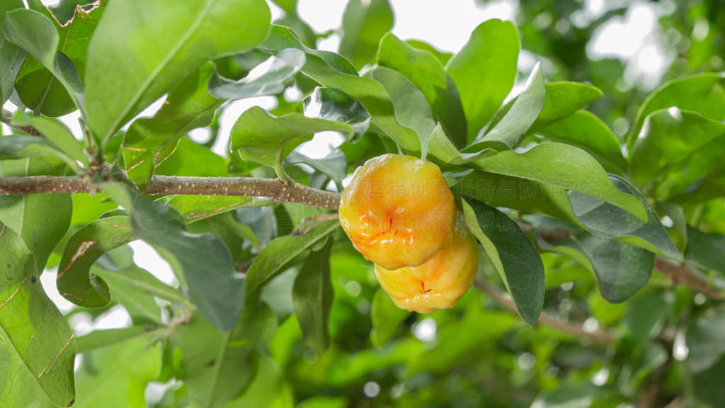 Cherry Thai or Acerola cherries fruit on the tree, high vitamin