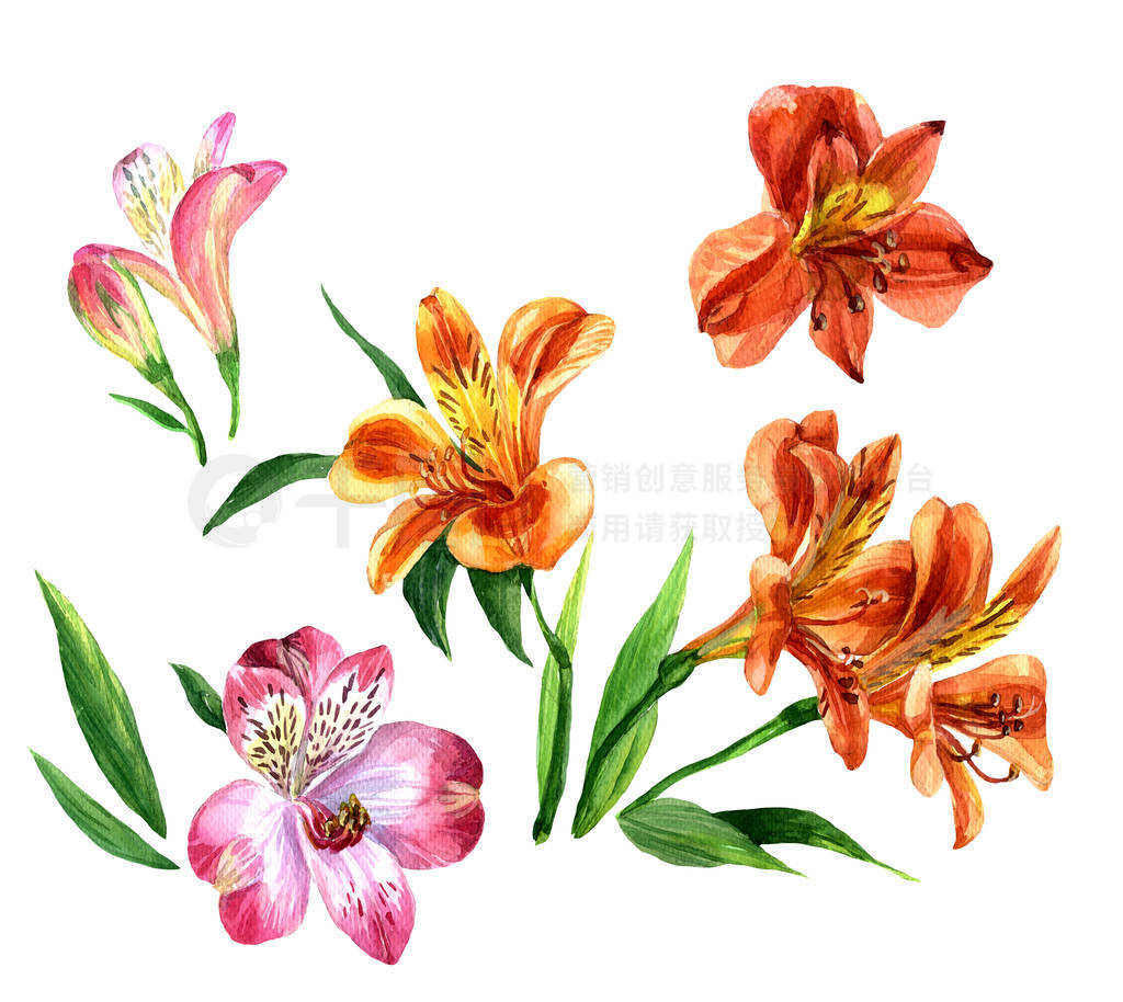 ˮ Alstroemeria ڰɫֲѧ廭