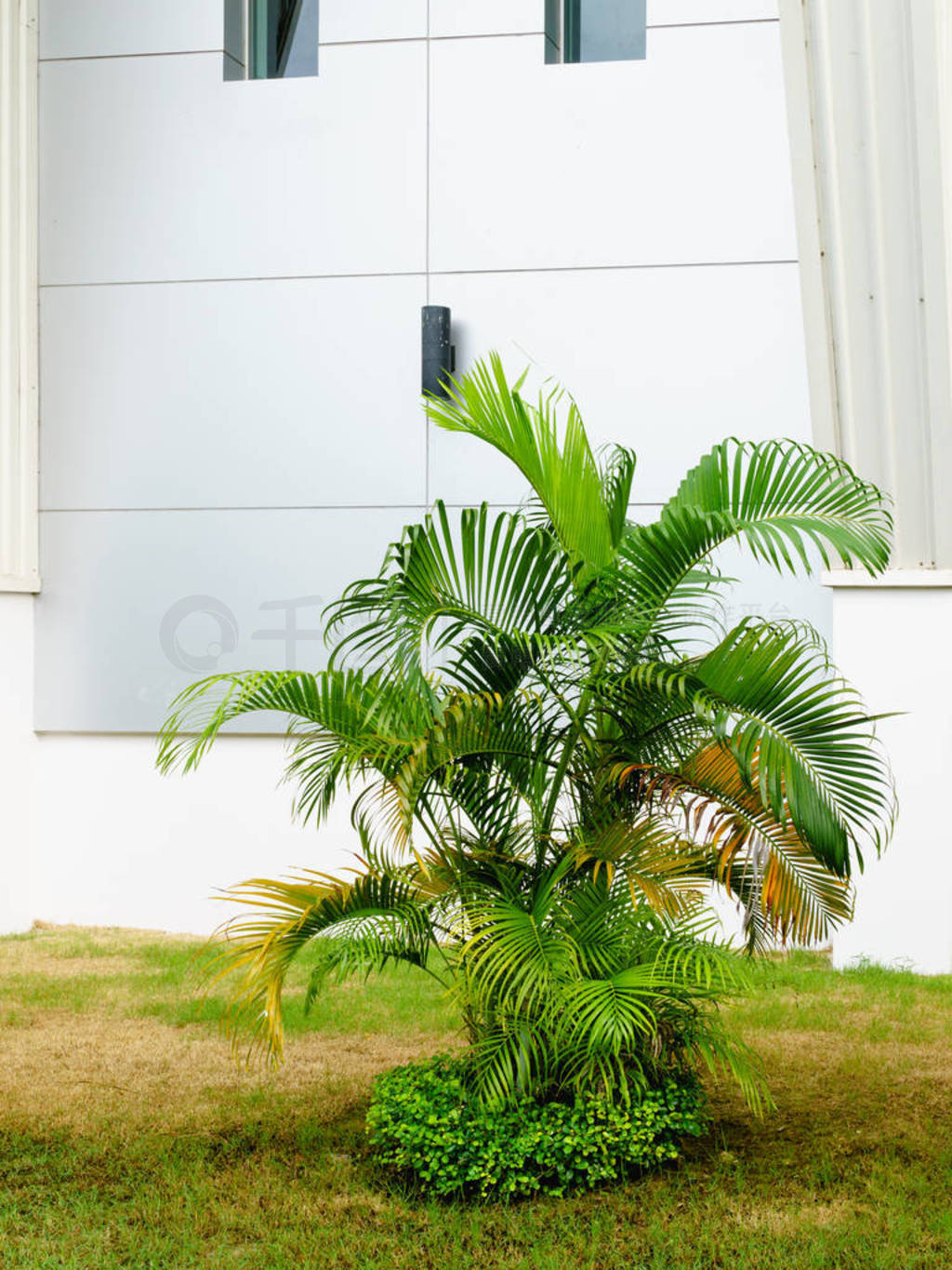 Dypsis ƻؽɫԪ