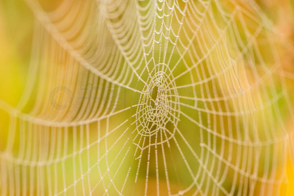 Light drops of dew on a beautiful web in the summer in a fog at