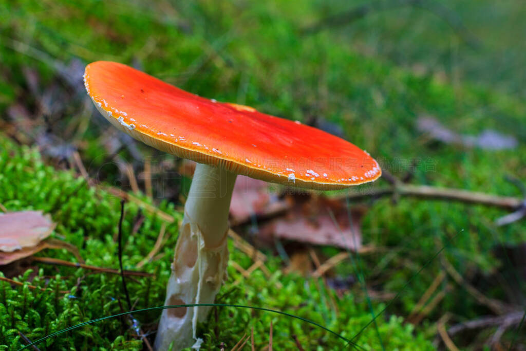 red amanita in the autumn forest on a cloudy day