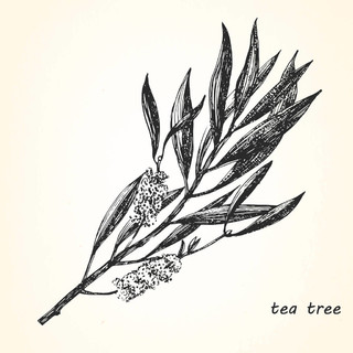澳洲茶树手绘图片