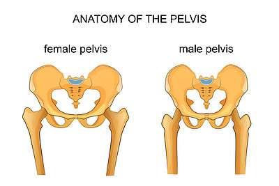男女骨骼差异图图片