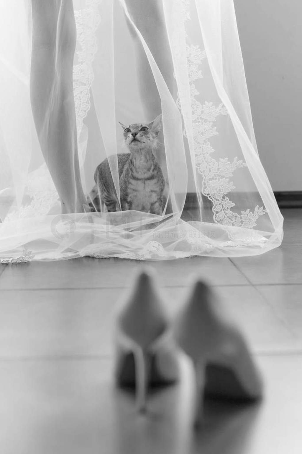 Curious funny cat came to his mistress bride, and climbed under