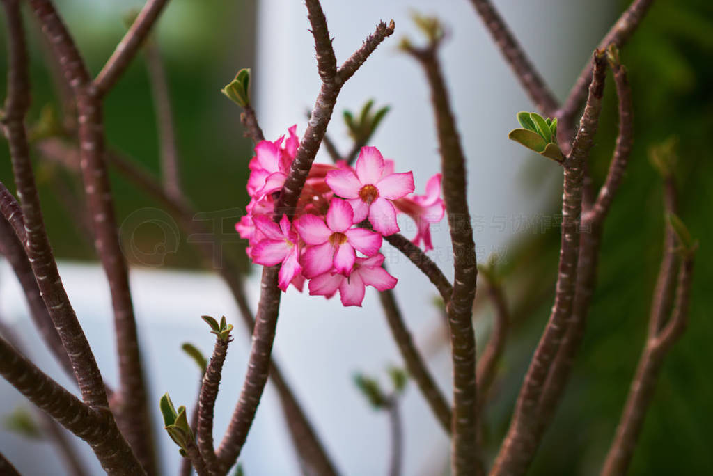 رտۺɫ Adenium ֦ڻ԰AdeniumɳĮõ塣иƿռȻͻܱ