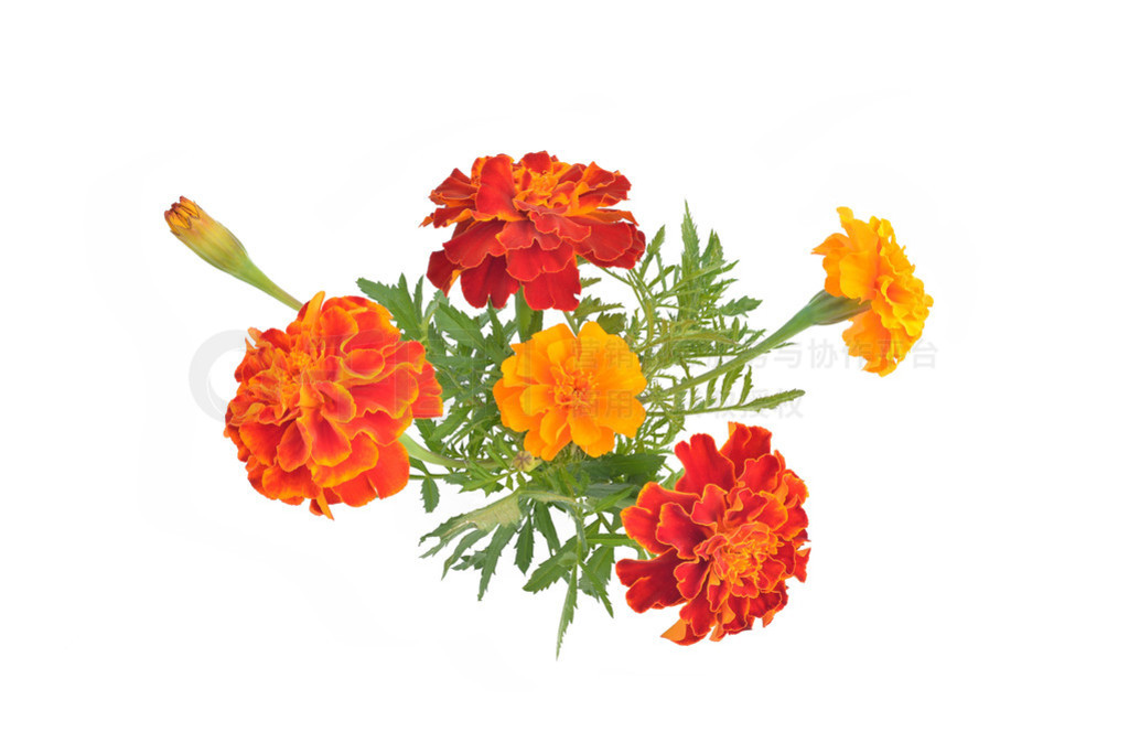 ѿҶӵپ(ƣTagetes)