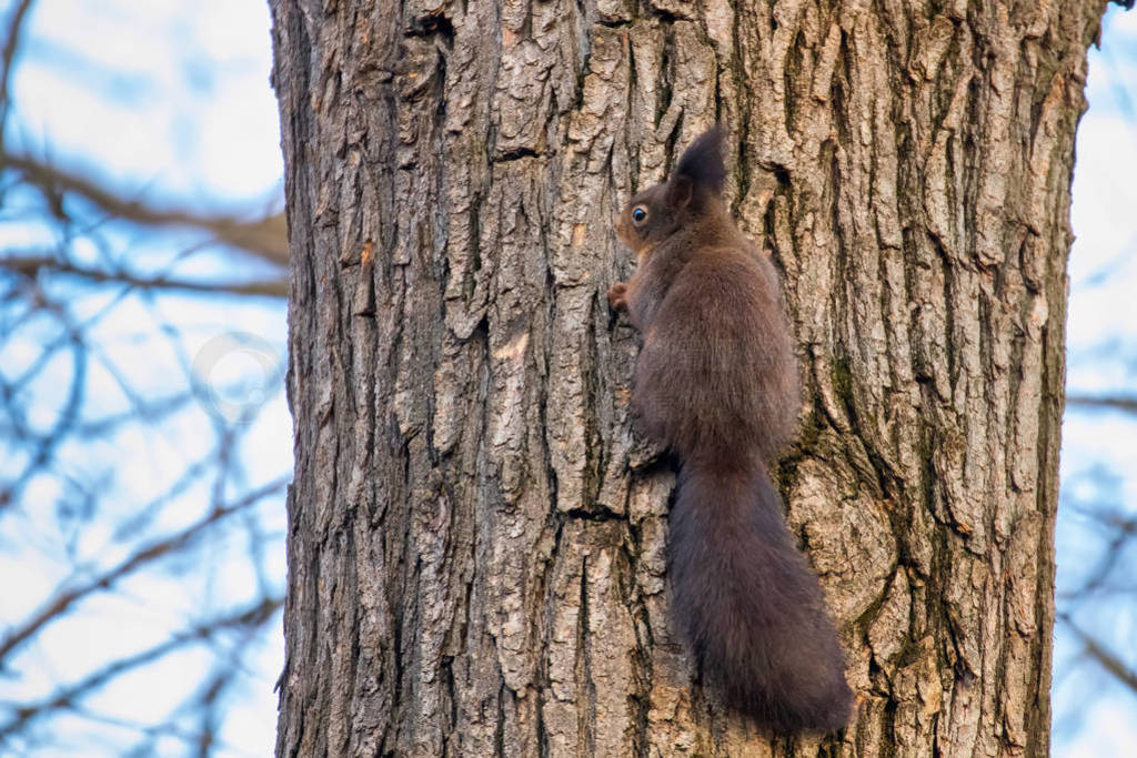 ϵĺɭSciurus vulgaris