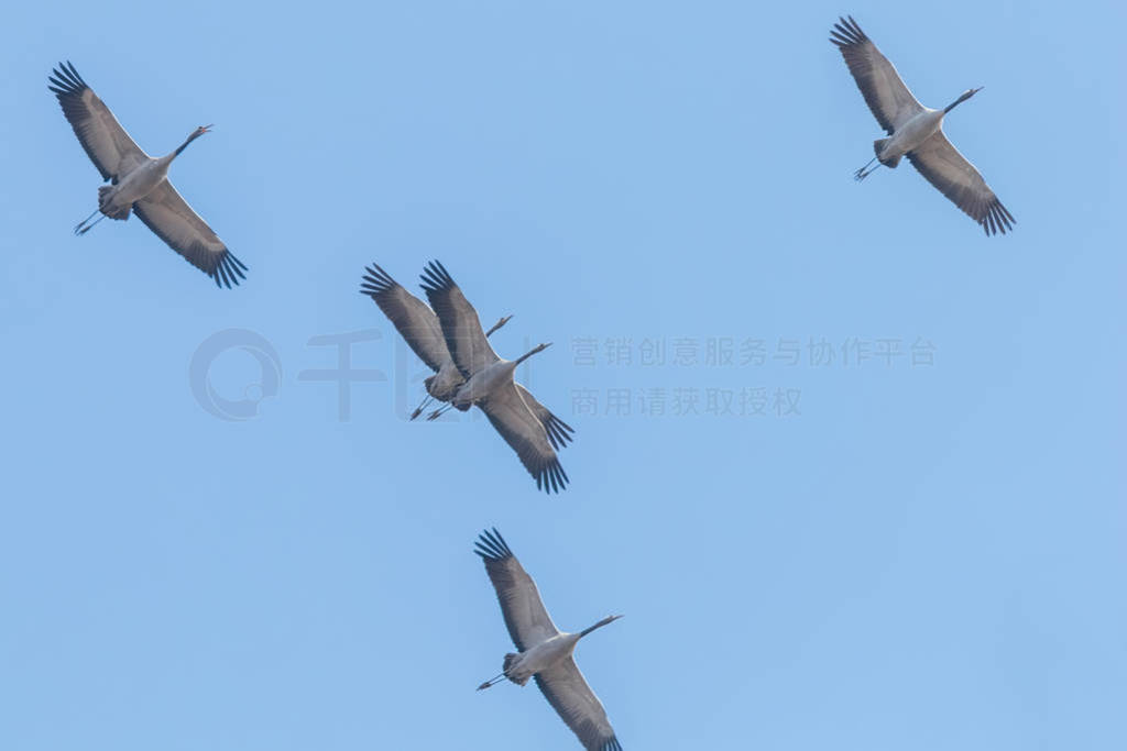 Common Cranes in flight blue skies, (Grus grus) migration