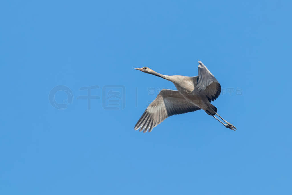 Common Crane in flight blue skies (Grus grus) migration