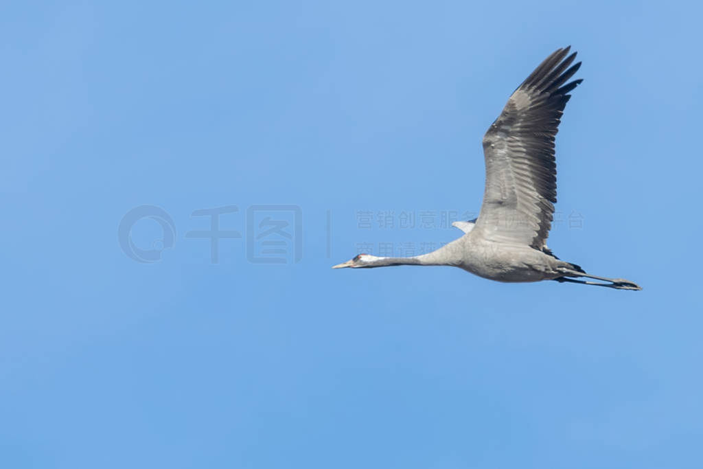 Common Crane in flight blue skies (Grus grus) migration