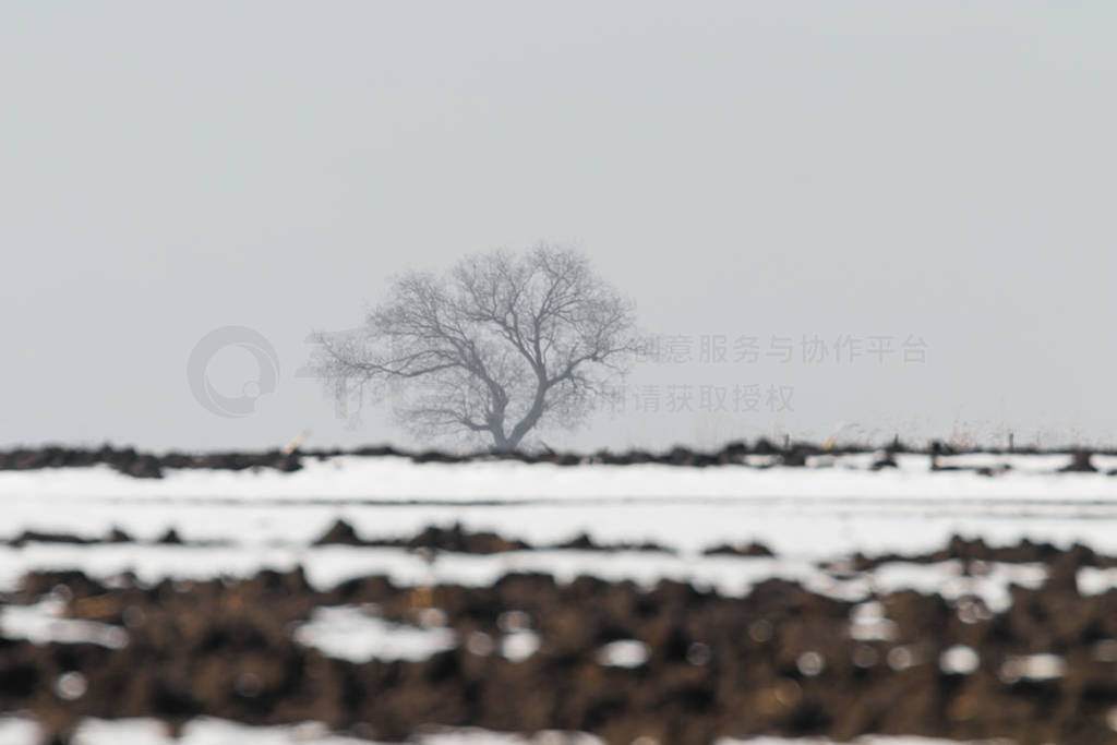 Lonely tree standing on a field with snow Winter landscape.