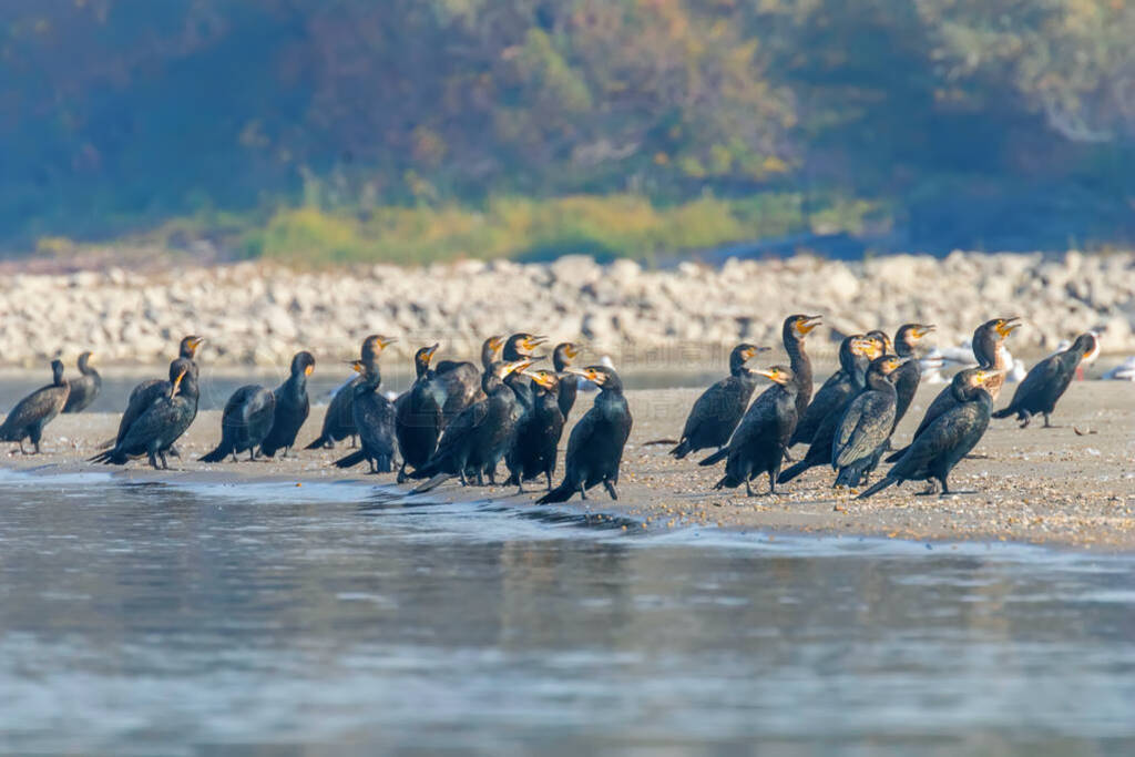 Great Cormorants Resting on a Sand Coast (Phalacrocorax carbo)