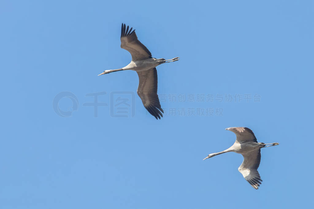 Common Cranes in flight blue skies, (Grus grus) migration