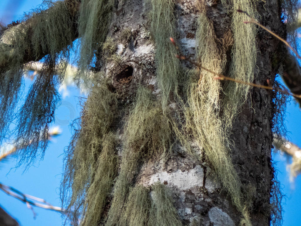 close up of old mossy tree trunk