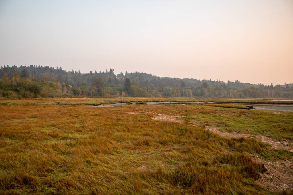 autumnal wetlands and grasslands along the sound