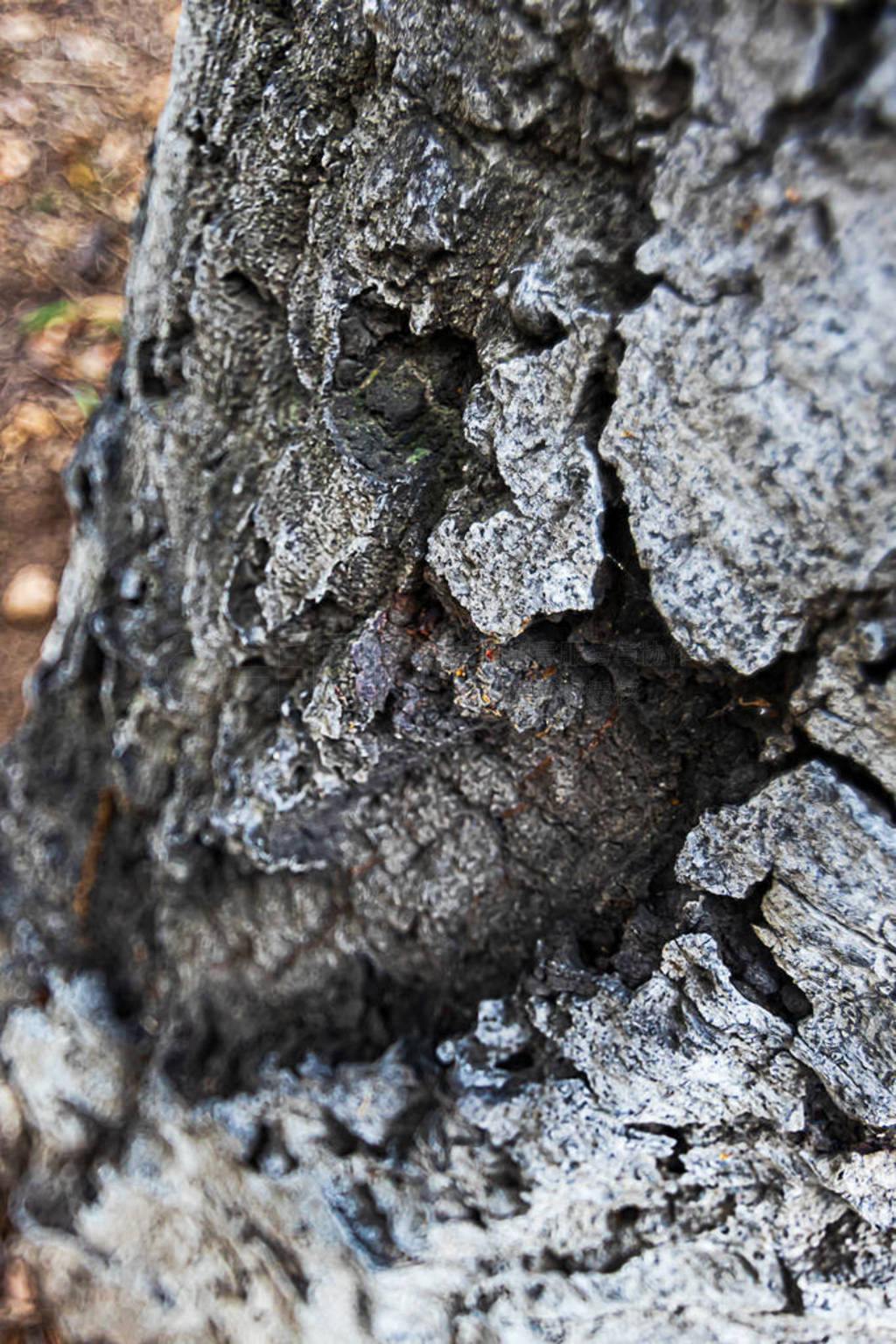 rough intricate texture of the california live oak tree