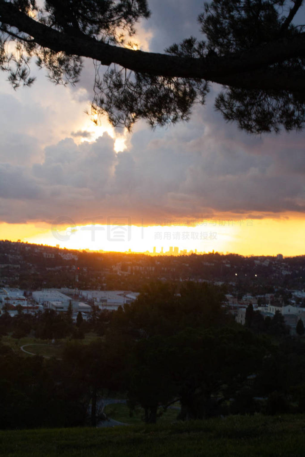 silhouette of pine tree with city sprawl up hillside with city t