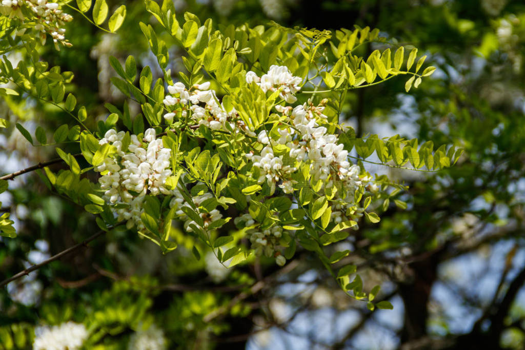 White acacia flower closeup (Robinia pseudoacacia). Acacia tree