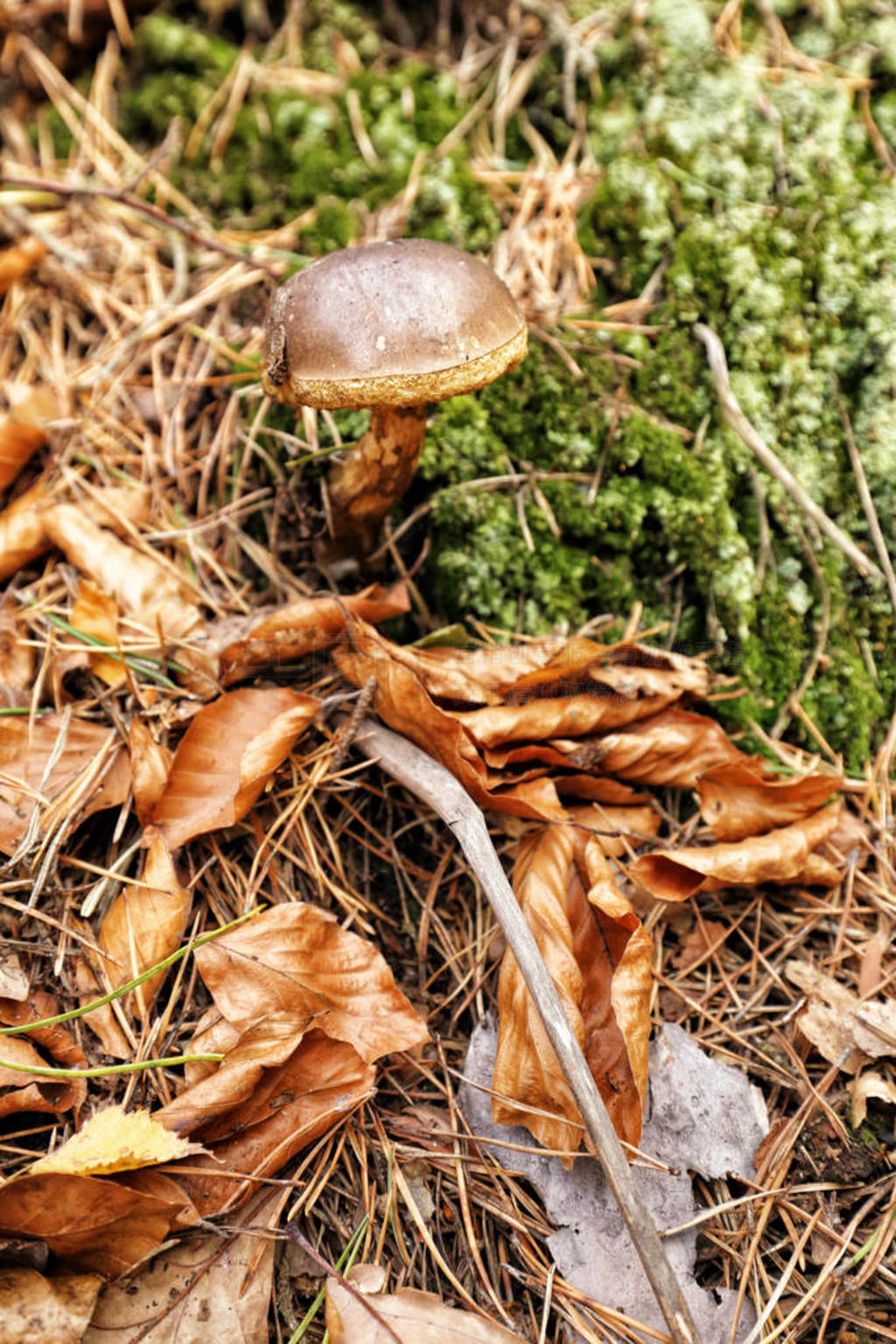 Single mushroom growing from the moss