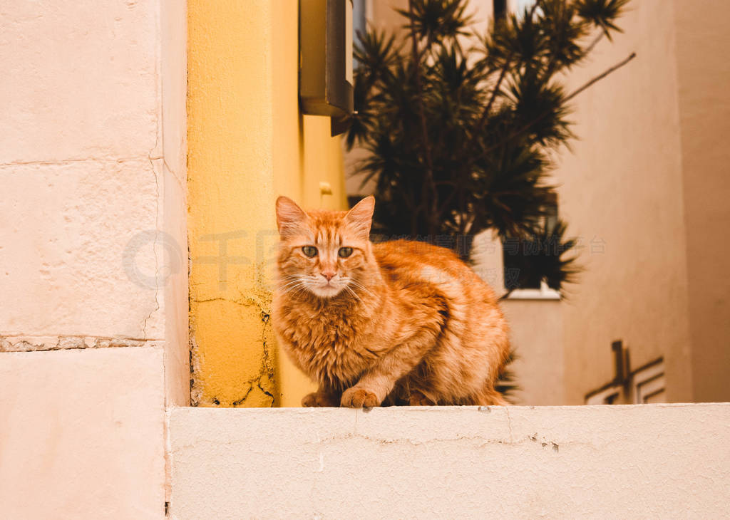 Red serious street cat sits