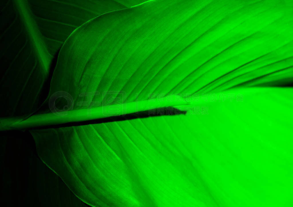 Leaf in dark green light. Abstract floral trend background.