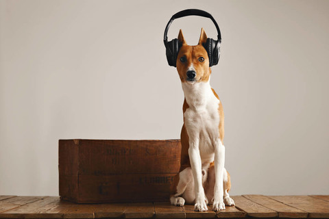 【戴着耳机听音乐的可爱小狗高清】图片免费下载