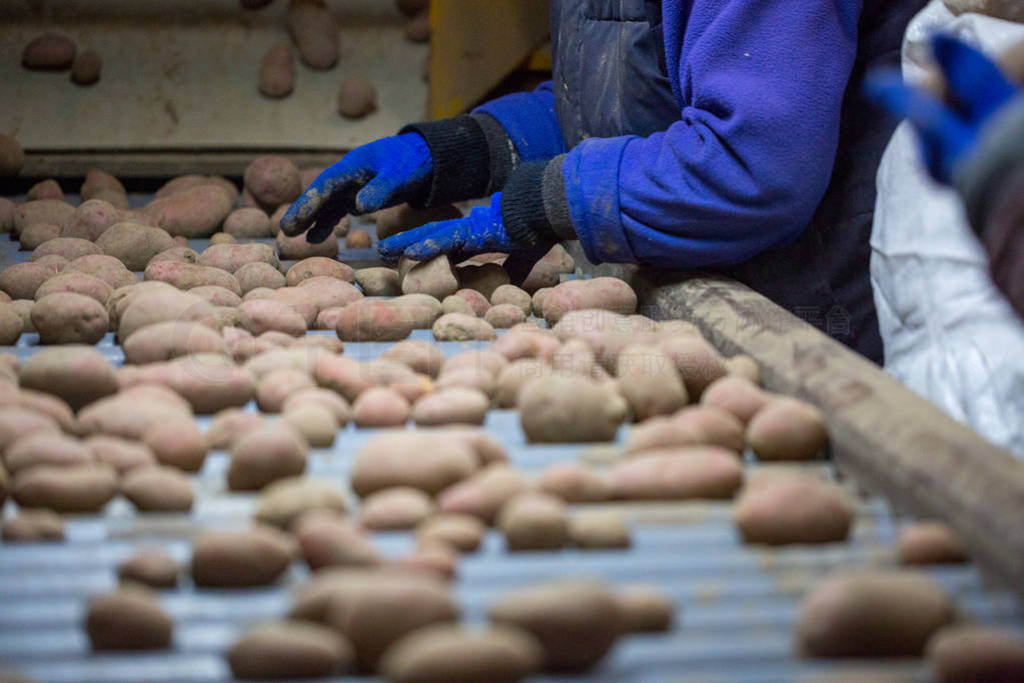 Employees sorting potatoes on a conveyor belt machine. Hands of