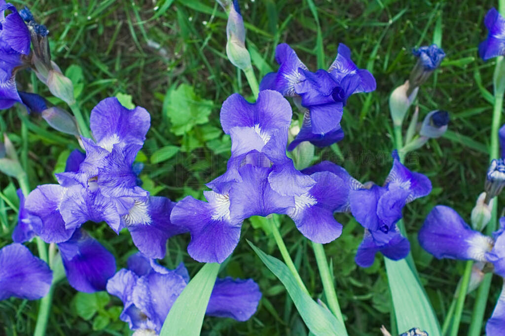 Purple violet iris flowers close up