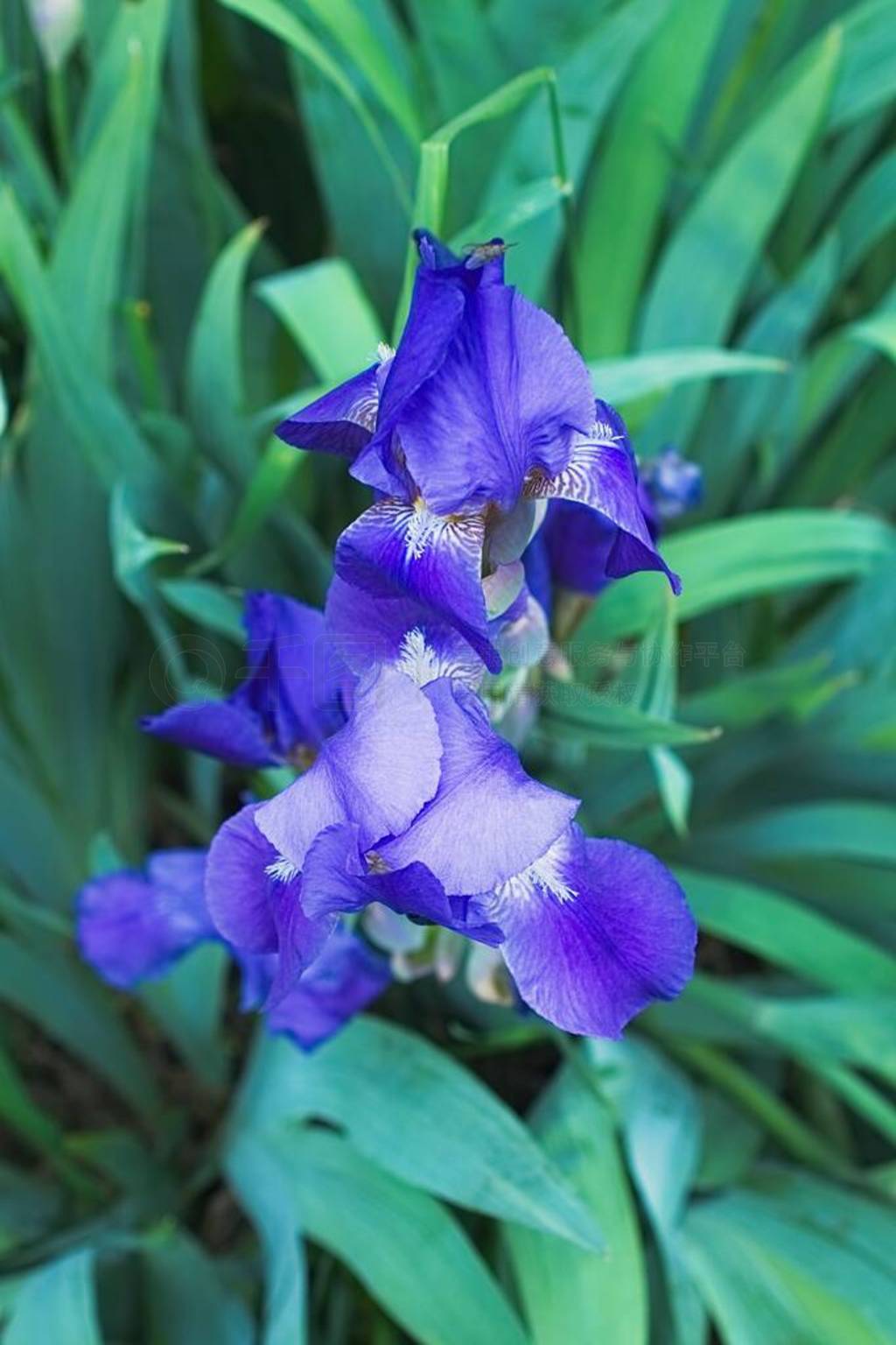 Purple violet iris flowers close up