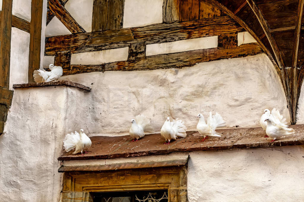 Closeup white doves in Wartburg Castle, Germany