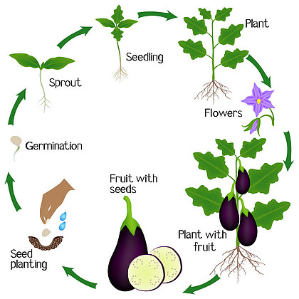 茄子生长过程图片卡通图片
