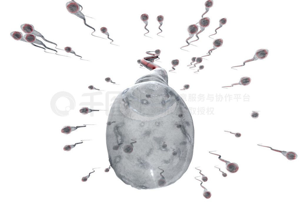 spermatozoonsƯ-3d Ⱦ