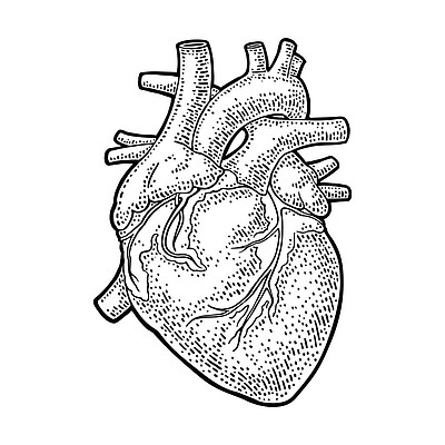 心脏解剖图片手绘黑白图片