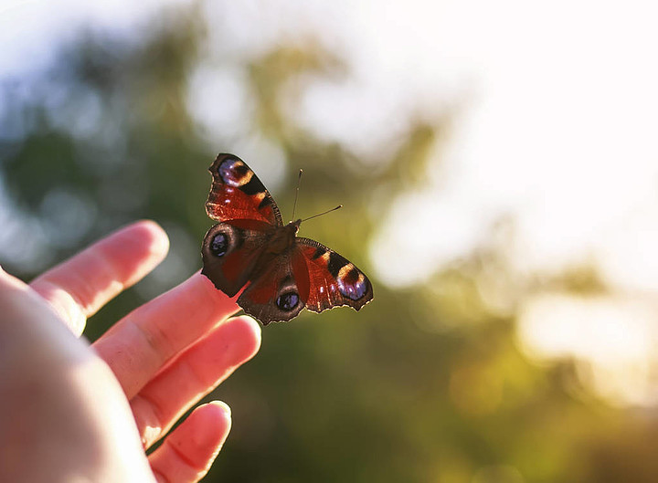 指尖上的蝴蝶唯美图片图片