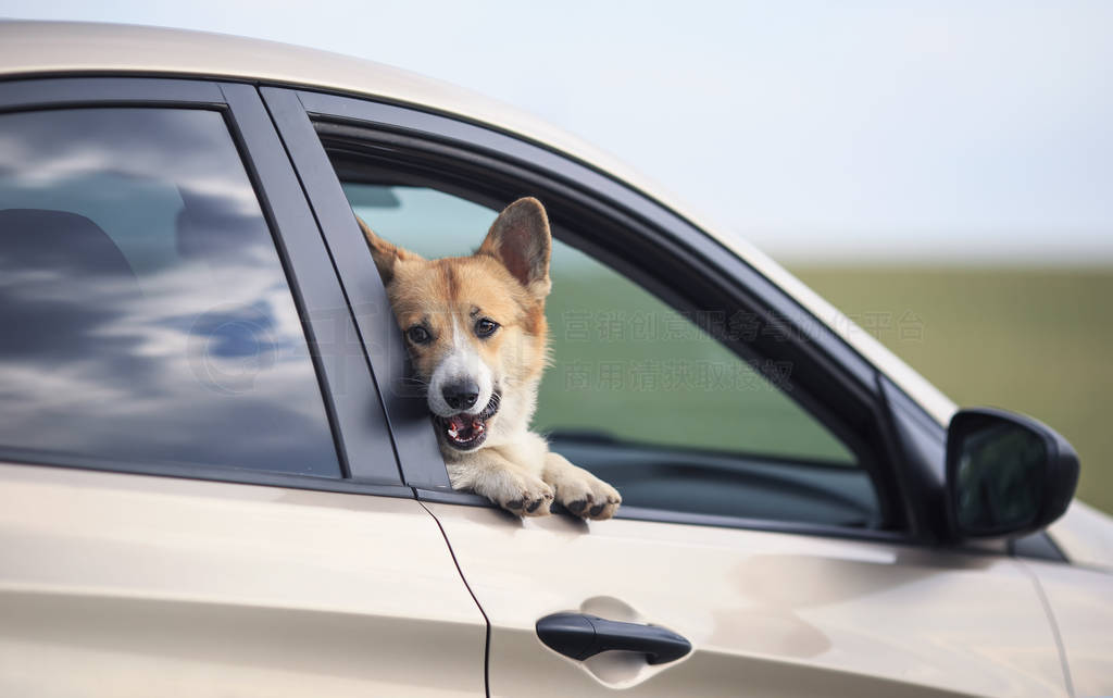 puppy dog red Corgi stuck his happy muzzle out of the car durin