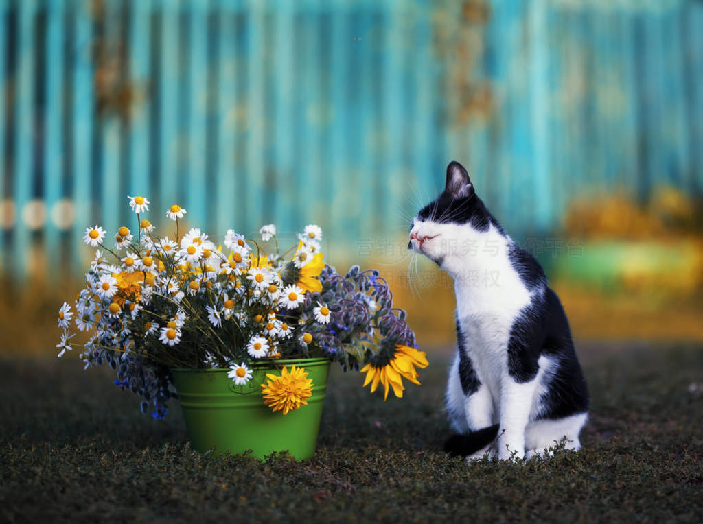portrait of a cute kitty sitting in the warm summer garden next
