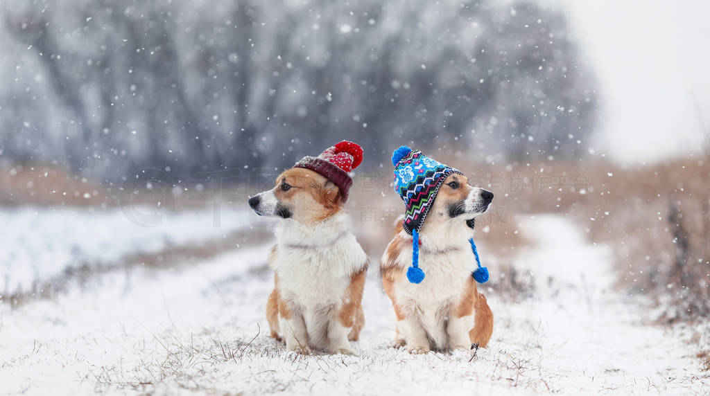 two cute identical brother puppy red dog Corgi they sit next to