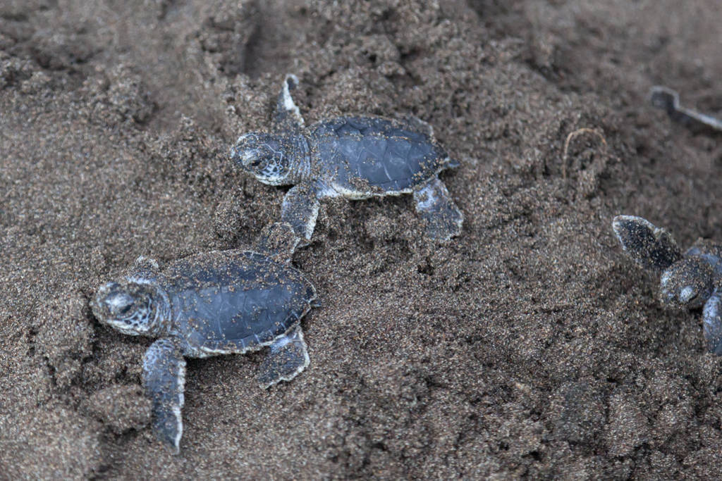 ڸ˹ӵĺ̲, ֻɫС (chonia mydas) 